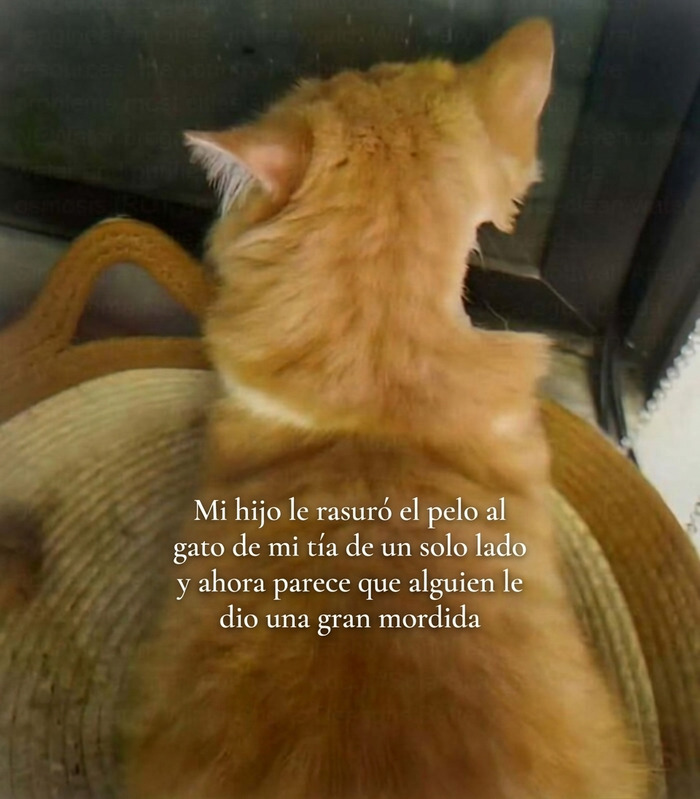 Gato naranja de espaldas tras recibir un corte de pelo gracioso que genera risa