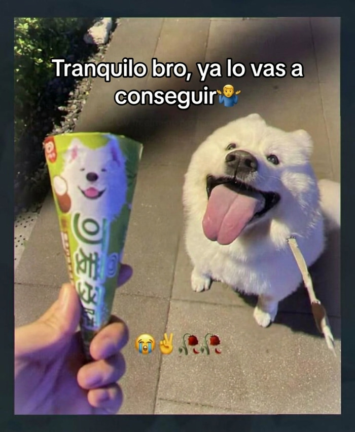 Perro feliz junto a helado con su cara, ejemplo de publicaciones que causan risa y vergüenza ajena