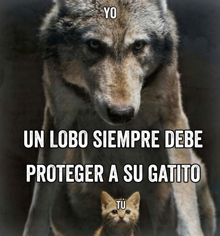 Meme de lobo y gatito que se incluye en publicaciones que causan risa y vergüenza ajena
