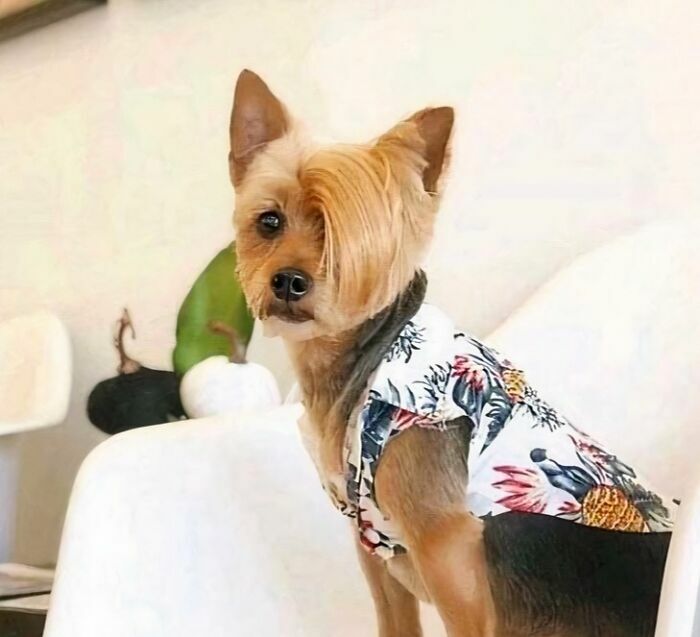 Un perro pequeño con un corte de pelo rubio y lacio que recuerda al estilo de las Karens.