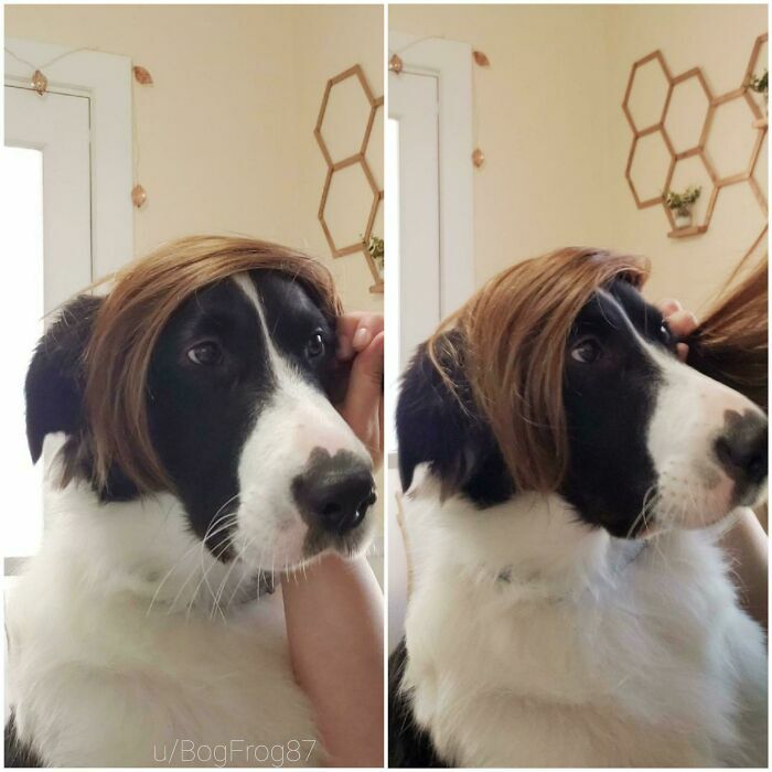 Perro Border Collie con peluca rubia imitando el peinado de las Karens
