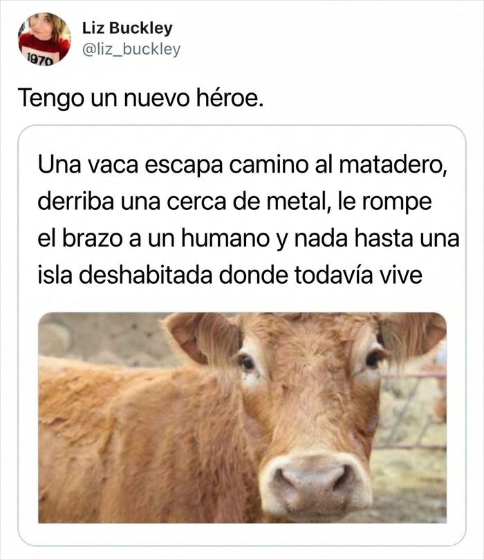 Historia de una vaca que escapa a una isla, ideal para publicaciones reconfortantes de animales libres