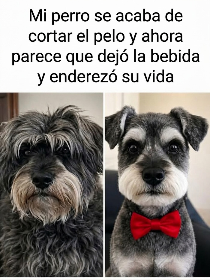 Antes y después del corte de pelo de un perro, una de las publicaciones reconfortantes de internet