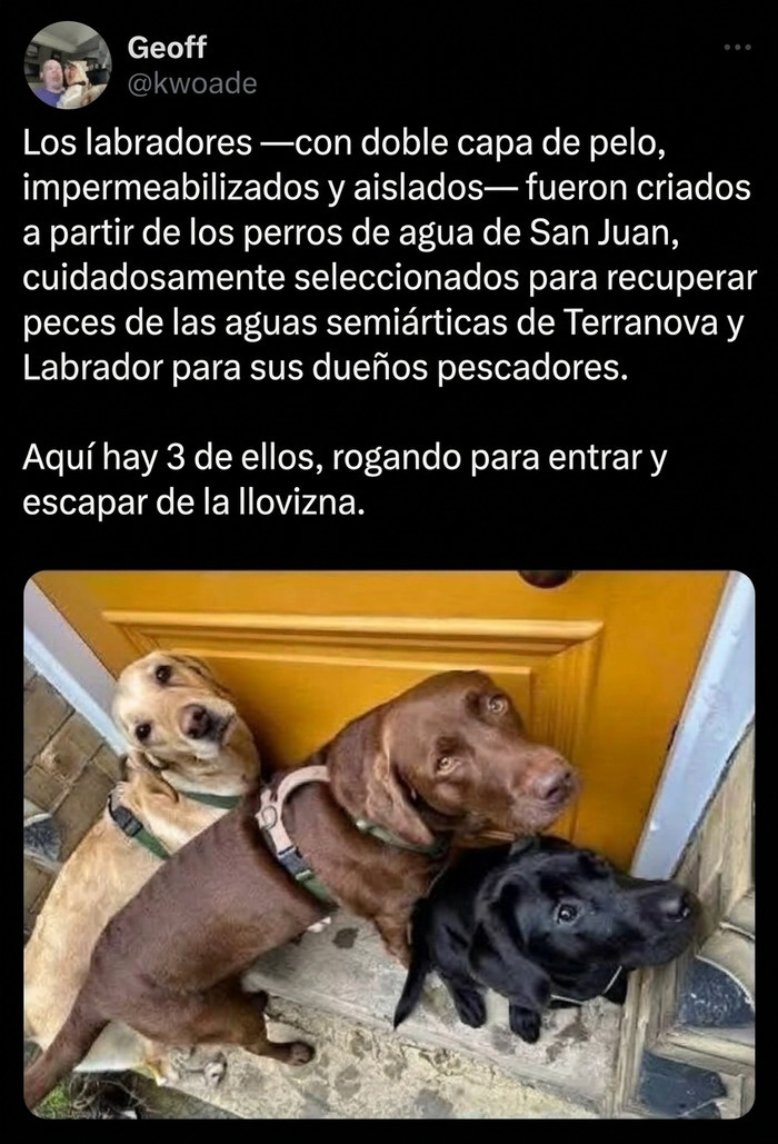Tres perros labradores esperando en la puerta de entrada, parte de publicaciones reconfortantes.