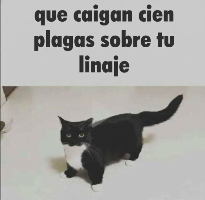 Gato con mirada desafiante y texto gracioso en uno de los memes divertidos.