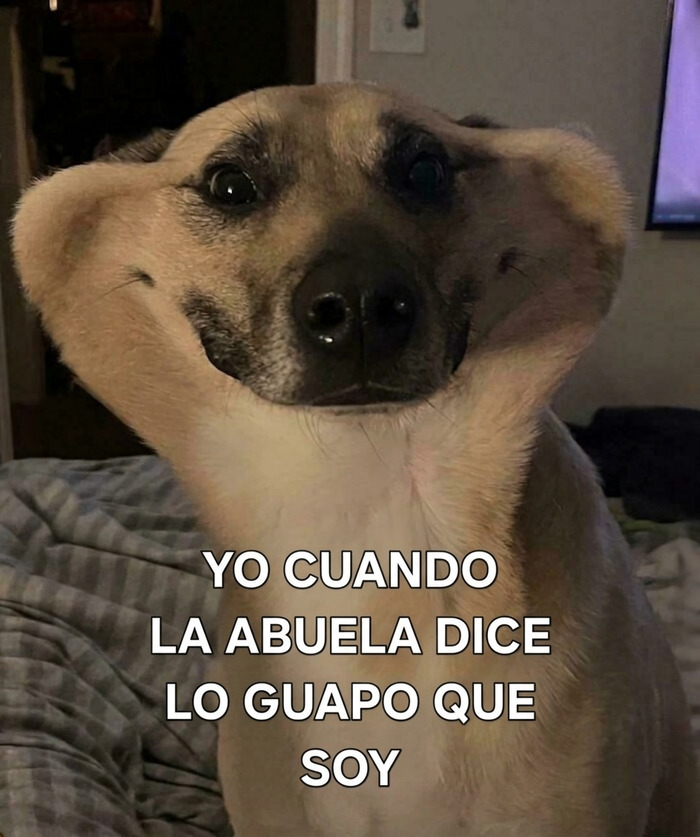 Perro sonriendo con texto sobre el halago de una abuela en memes divertidos.