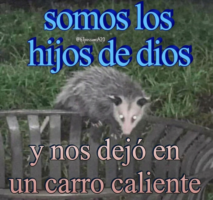 Zarigþcya en una cerca con texto gracioso sobre memes divertidos.