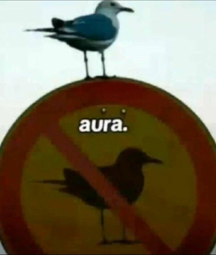 Meme divertido con una gaviota parada sobre una señal de tránsito prohibido que tiene la palabra aura escrita.