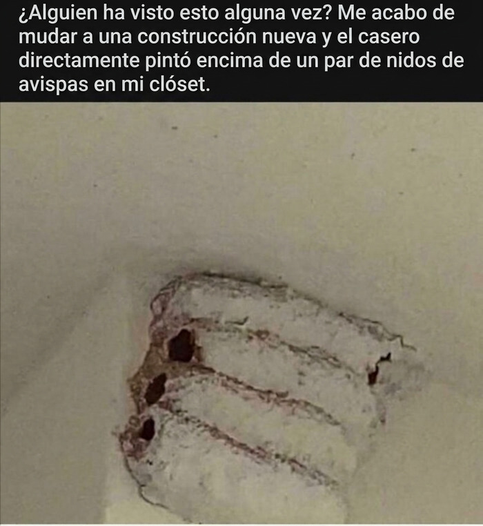 Proyectos caseros donde pintaron encima de un nido de avispas en la pared