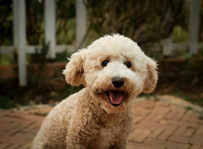 Un adorable perro de pelo rizado sonriendo a la cámara en el jardín