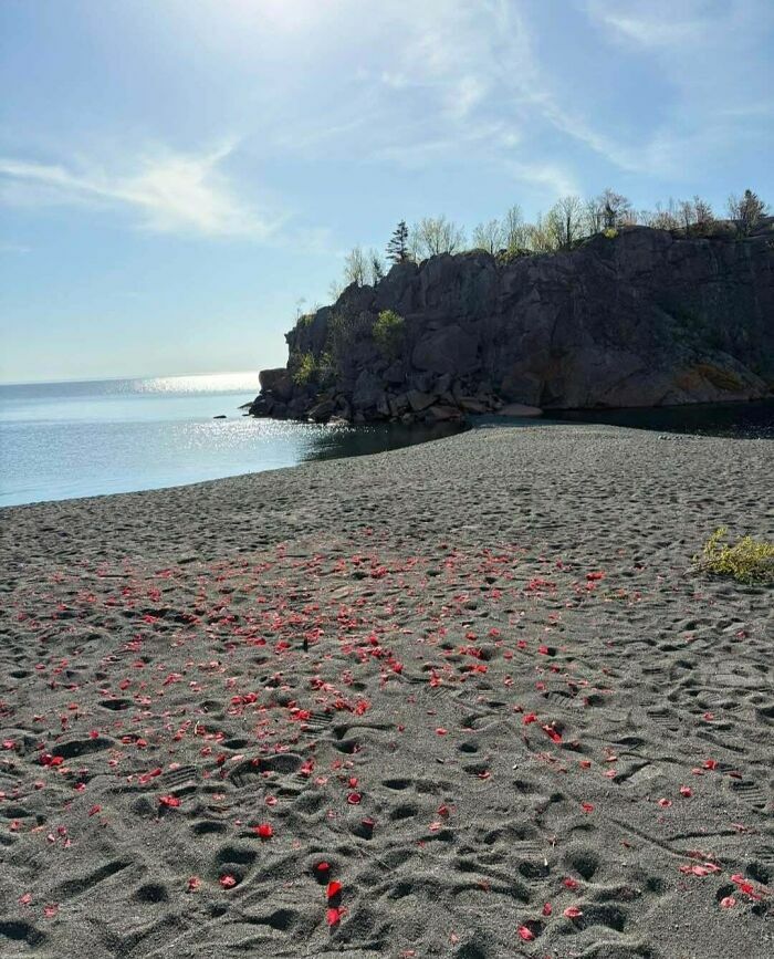 Pétalos rojos esparcidos en playa rocosa para bodas