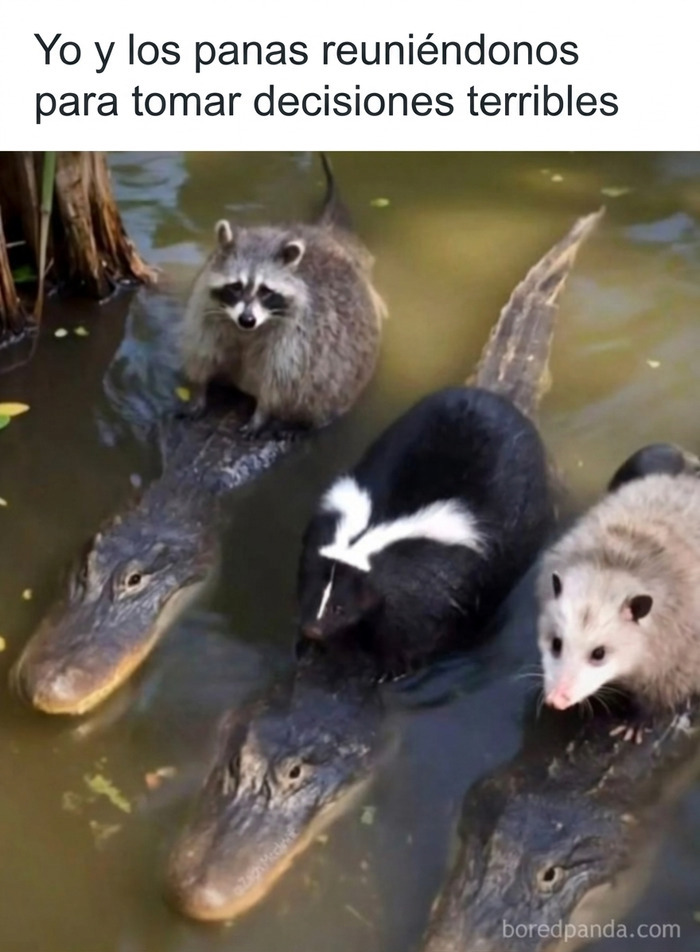 Meme gracioso sobre paletos americanos con un mapache, zorrillo y zarigüeya sobre caimanes.