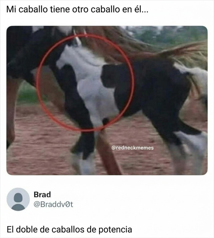 Curioso meme sobre paletos americanos y un caballo con manchas con forma de caballo.