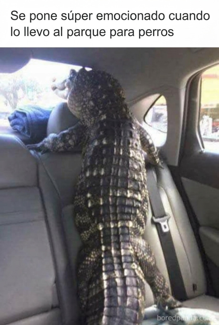 Meme sobre el estilo de vida de paletos americanos llevando un caimán en el coche.