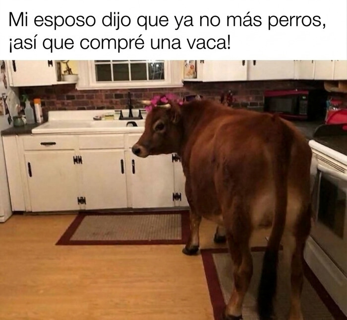 Vaca dentro de una cocina, referencia a memes sobre paletos americanos.