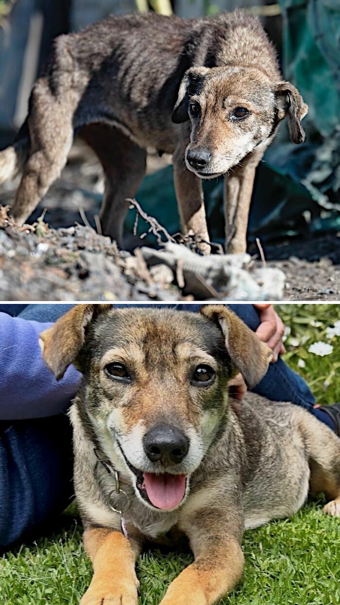 Fotos de perros antes y después de ser adoptados: de un perro desnutrido a uno sano y querido.