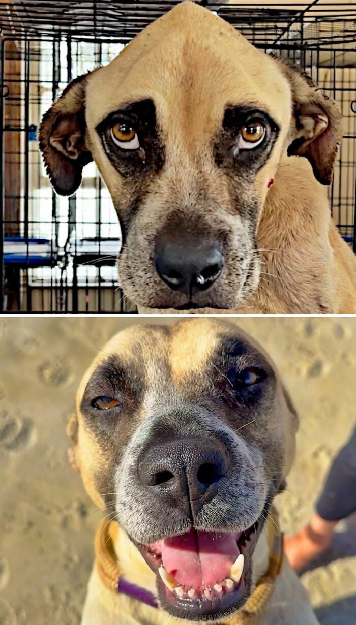 Fotos de perros antes y después de ser adoptados: de una mirada triste en una jaula a una sonrisa feliz.