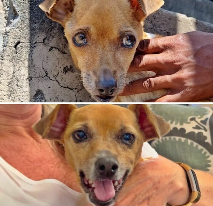 Un pequeño perro triste con mirada asustada antes y sonriendo feliz al ser adoptado.
