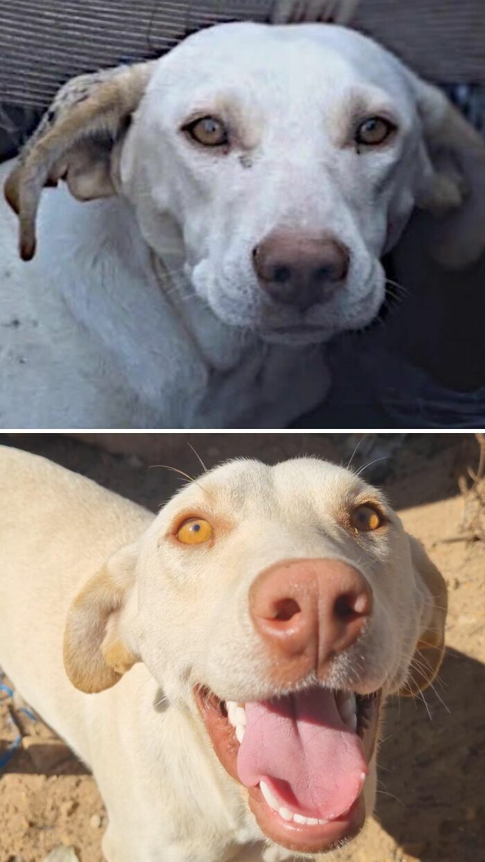Un perro blanco triste y triste antes y feliz sonriendo tras ser adoptado.
