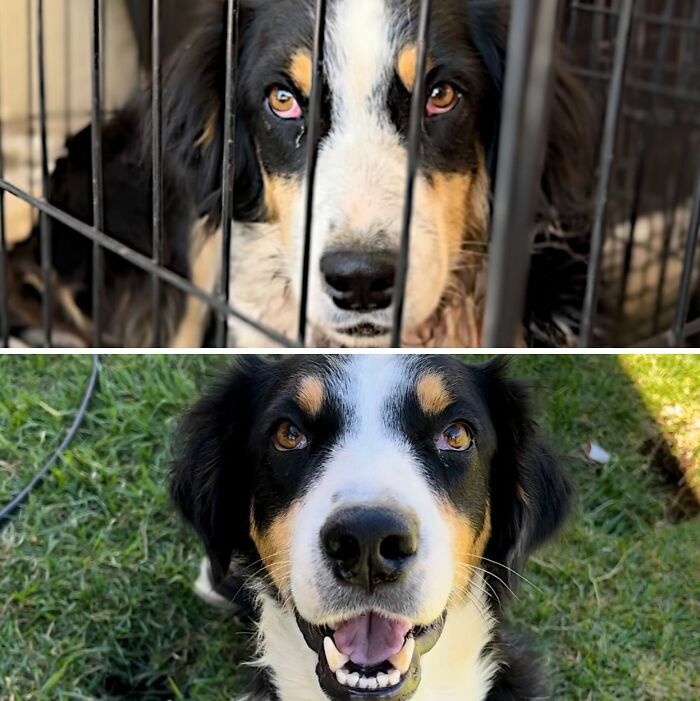 Antes y después de perros adoptados: un perro de montaña bernés triste en jaula y luego sonriendo feliz.