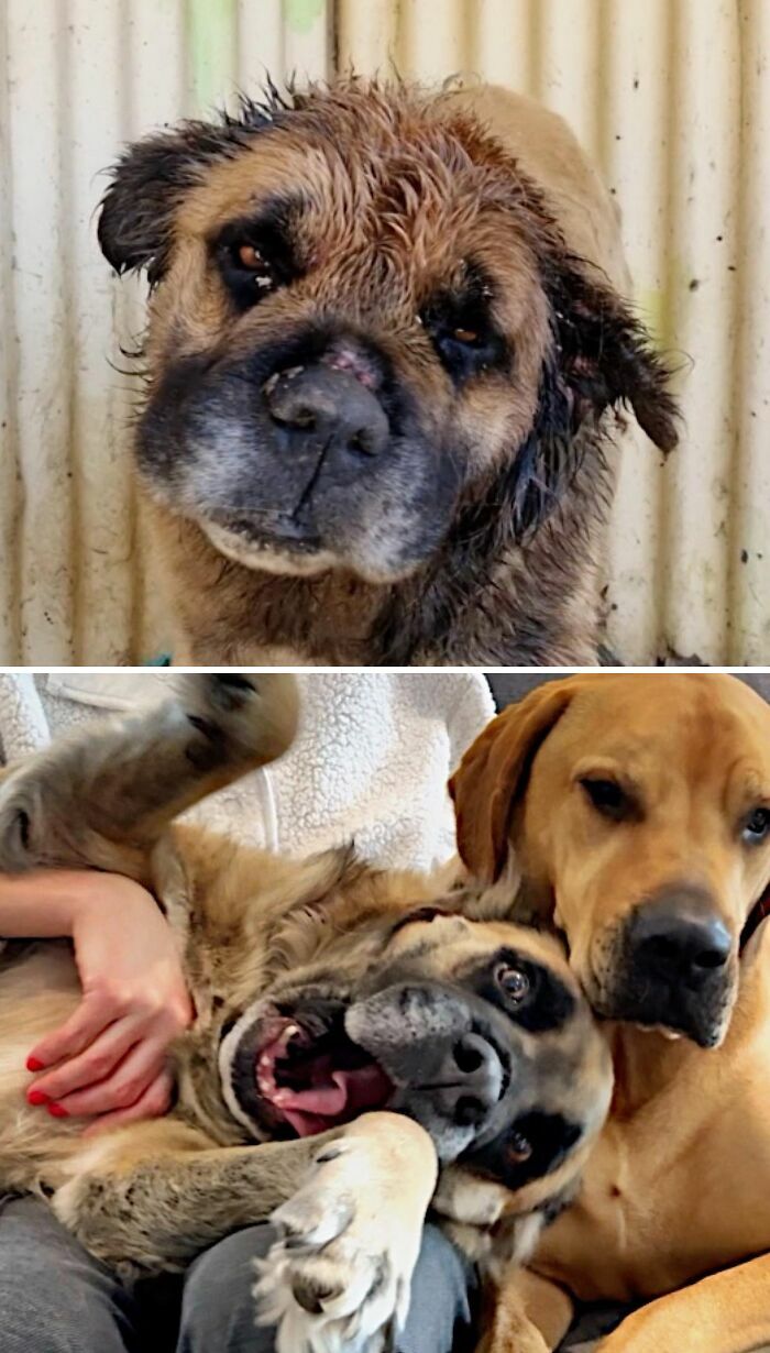 Un perro antes y después de ser adoptado jugando alegremente junto a otro perro en un hogar feliz.