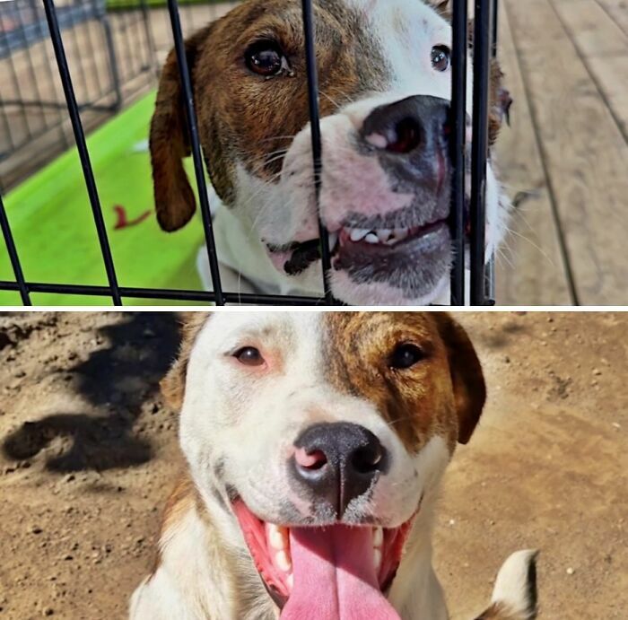 Comparativa de perro antes y después de ser adoptado, pasando de la jaula a una gran sonrisa.