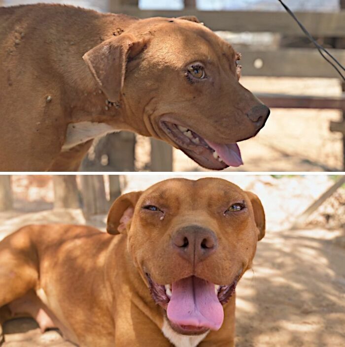 Transformación de perros antes y después de ser adoptados con una gran sonrisa.