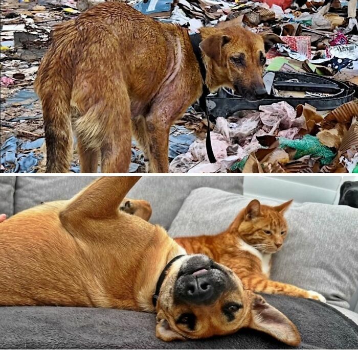 Fotos de perros antes y después de ser adoptados descansando felices en casa.