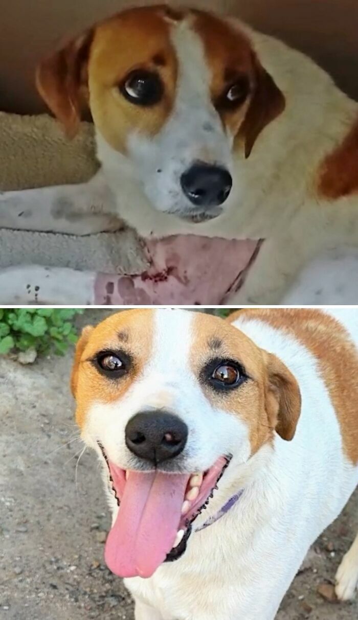 Fotos de perros antes y después de ser adoptados mostrando su alegre cambio.