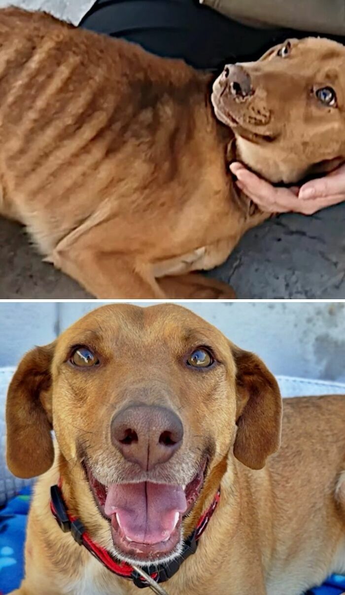 Fotos de un perro desnutrido que recupera la salud y alegría, ejemplificando perros antes y después de ser adoptados.