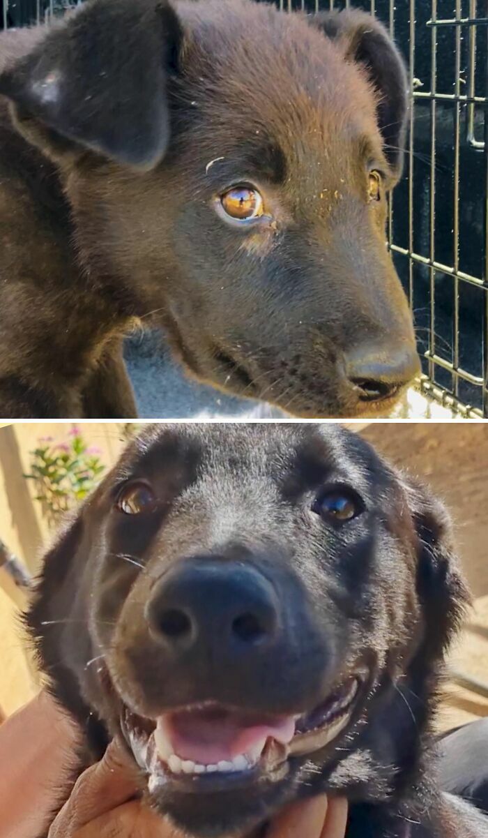 Comparativa de un perro negro triste y sonriente, mostrando el impacto de perros antes y después de ser adoptados.