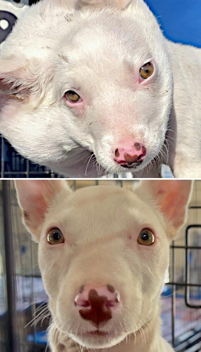 Fotos de perros antes y después de ser adoptados, un cachorro blanco de mirada cautivadora en su nuevo hogar.