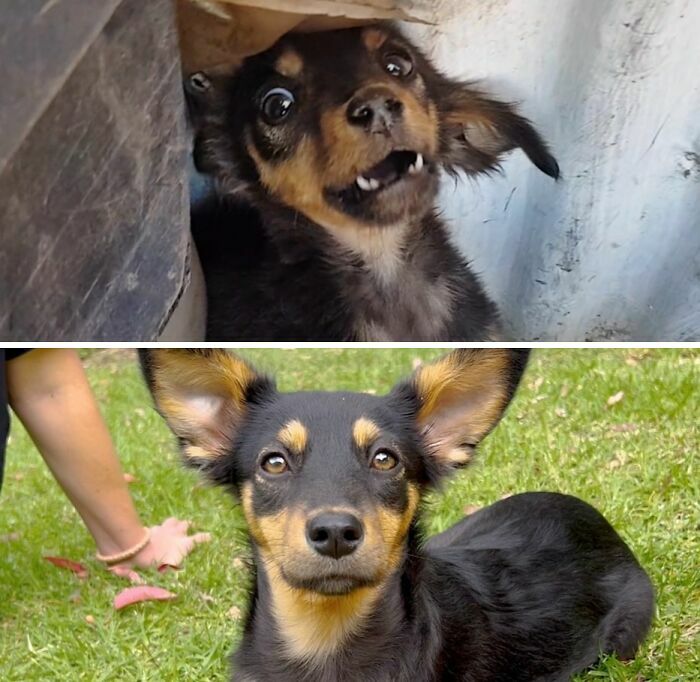 Comparativa de perros antes y después de ser adoptados mostrando a un cachorro asustado que ahora luce confiado.