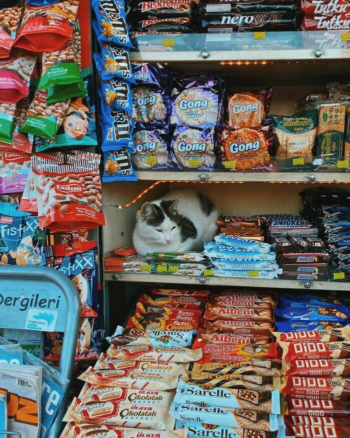 Un gato reposa entre dulces en escenas callejeras de un puesto.