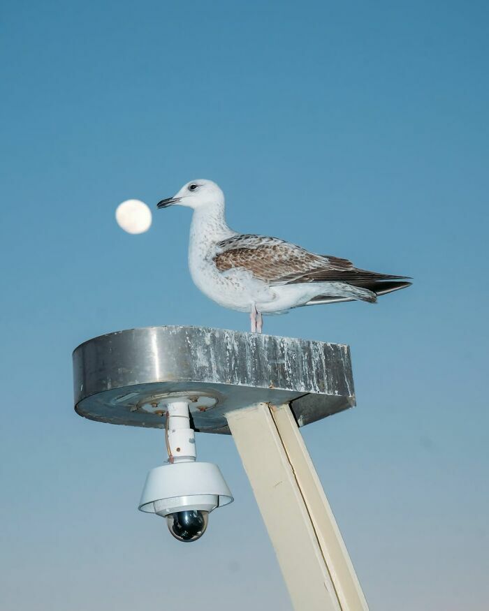 Gaviota alineada con la luna captada en una escena callejera perfectamente sincronizada.