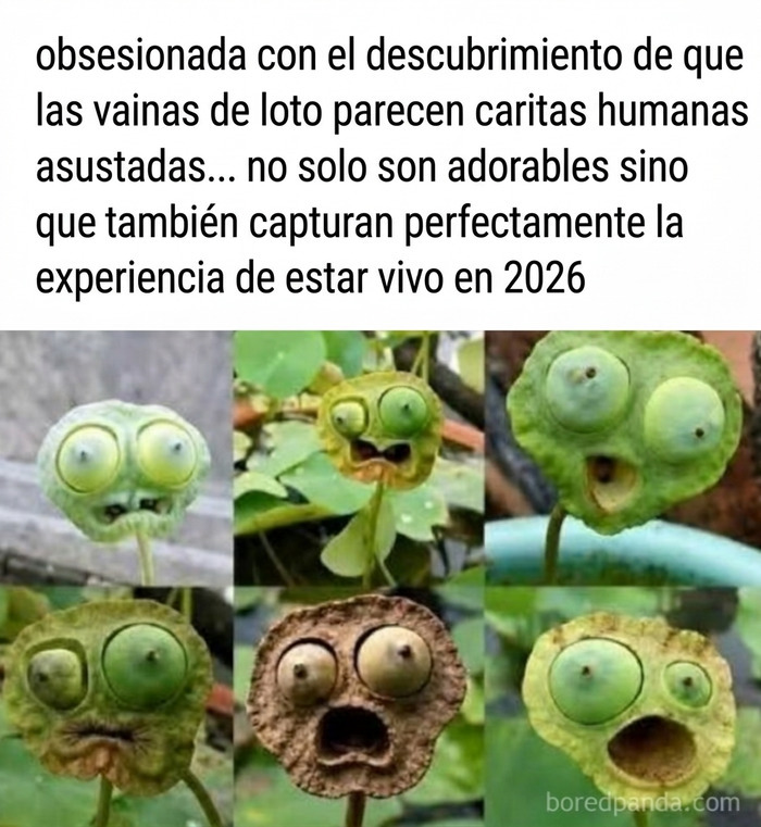 Vainas de loto que parecen caritas asustadas, parte de la colección de imágenes divertidas.