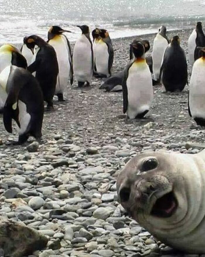 Una de las imágenes tan divertidas de una foca sonriendo frente a un grupo de pingüinos en la playa