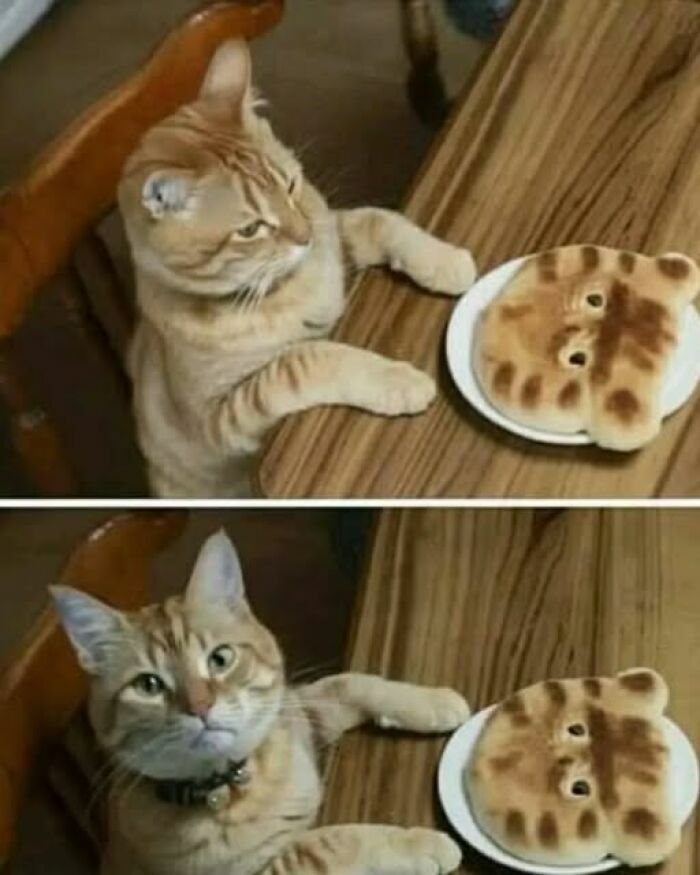 Gato mirando sorprendido un pan con su misma forma de cara, una de las imágenes tan divertidas con mascotas.