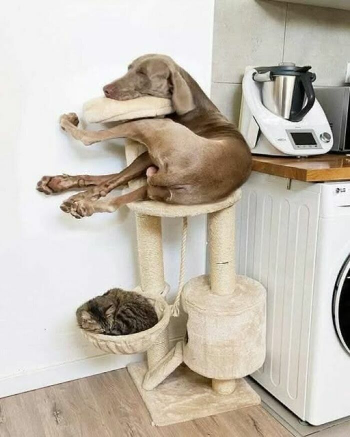 Un perro grande durmiendo incómodo en un rascador de gatos, entre varias imágenes tan divertidas.