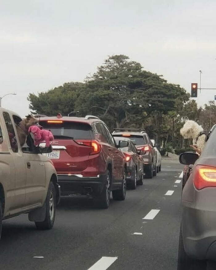 Perros mirando por las ventanas de coches en un tráfico entre imágenes divertidas.