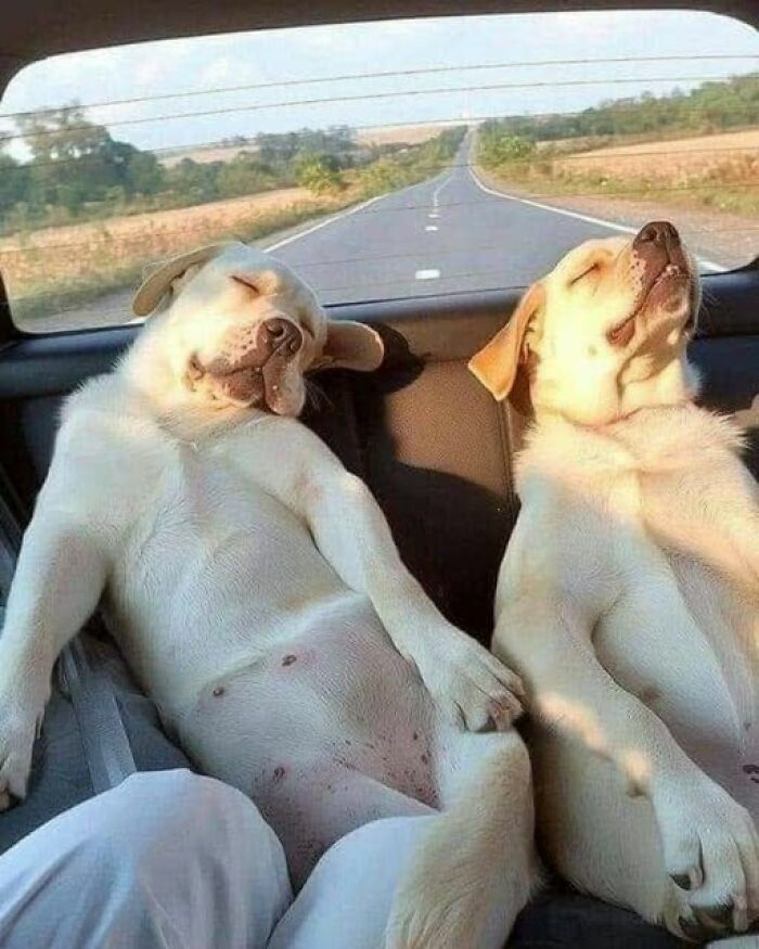 Dos perros durmiendo plácidamente en el asiento trasero de un auto, una de las imágenes divertidas.