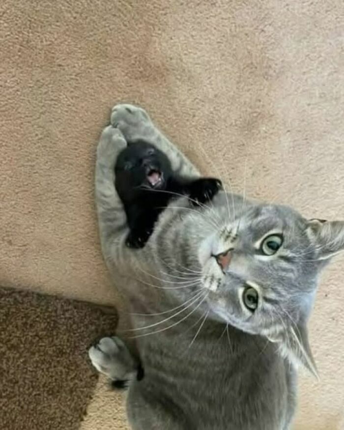 Gata sosteniendo a su pequeño gatito negro en imágenes divertidas.