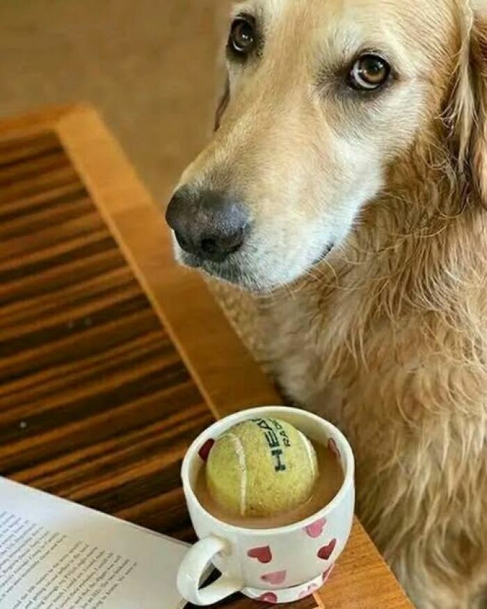 Un perro mirando fijamente una pelota de tenis dentro de una taza, ejemplo de imágenes divertidas.