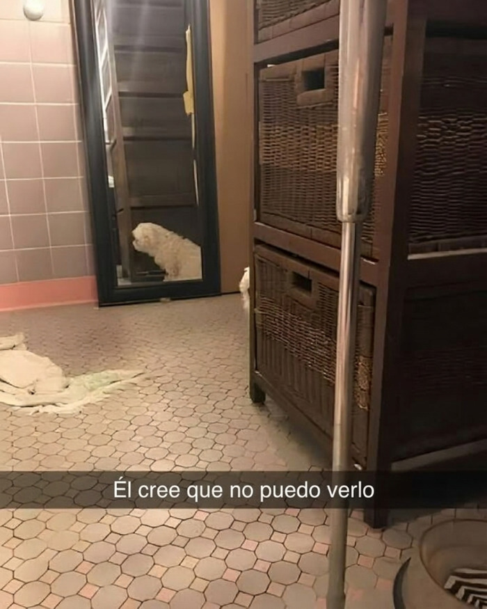 Perro blanco intentando esconderse detrás de un mueble en una escena de imágenes divertidas.