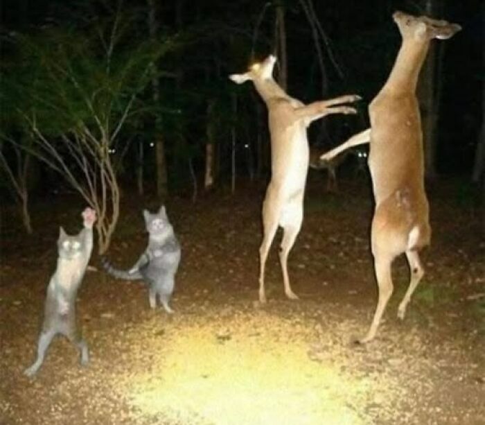 Ciervos y gatos bailando de pie en el bosque durante la noche en una selección de imágenes tan divertidas como disparatadas.