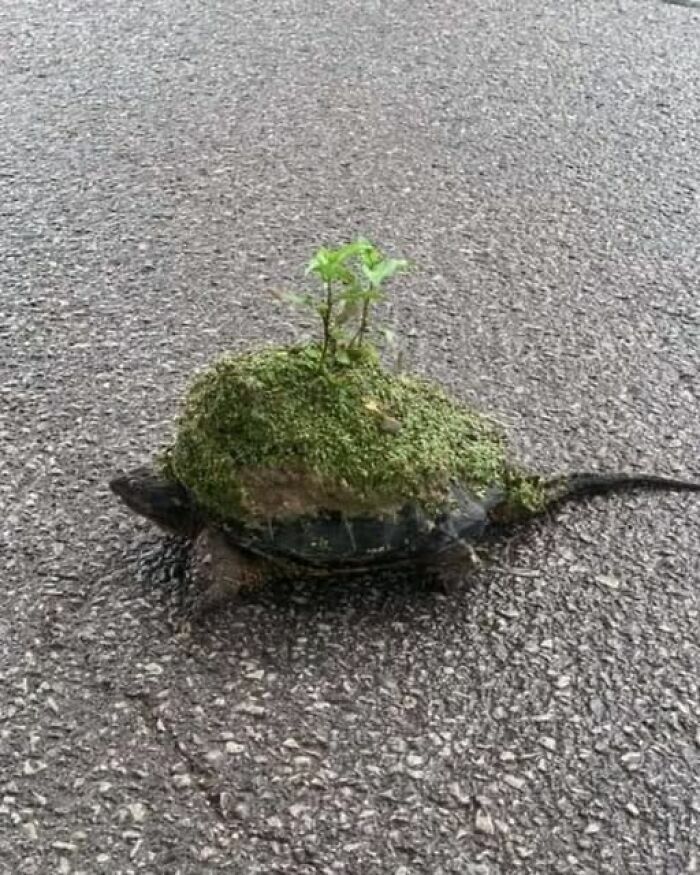 Tortuga con musgo y brotes en su caparazón, una de varias imágenes divertidas y curiosas de animales.