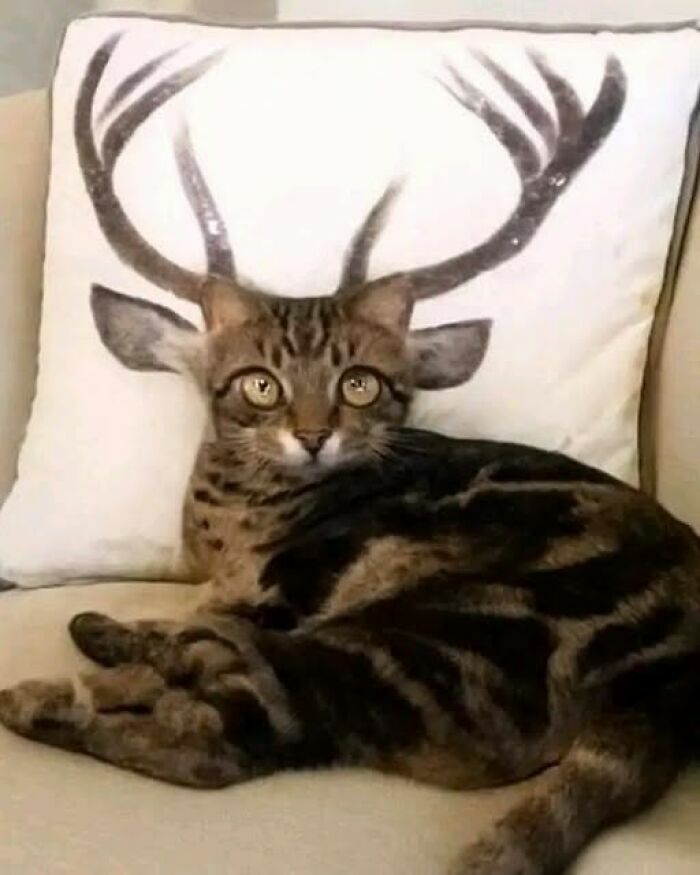 Gato recostado frente a un cojín creando una de las imágenes tan divertidas como disparatadas de un felino con cuernos