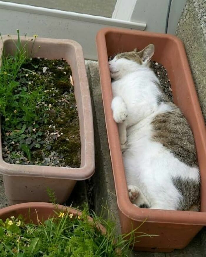 Un gato durmiendo en una maceta, parte de esta serie de imágenes divertidas y disparatadas.