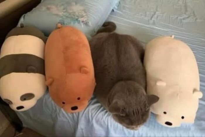 Imágenes divertidas de un gato gris camuflado en una fila entre peluches con forma de osos