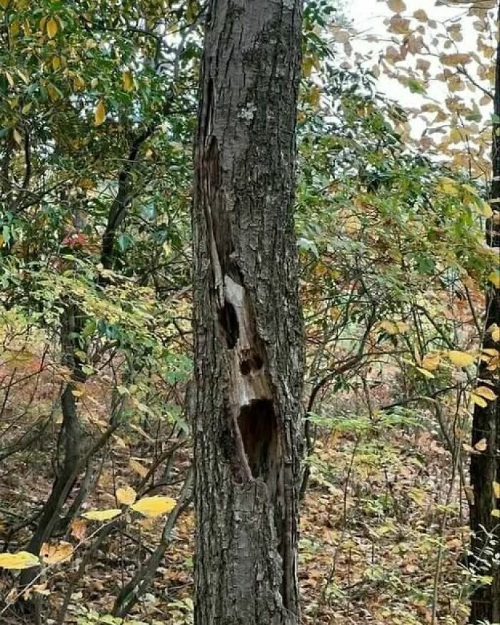 Un tronco de árbol hueco que parece una cara gritando, entre imágenes tan divertidas como disparatadas.